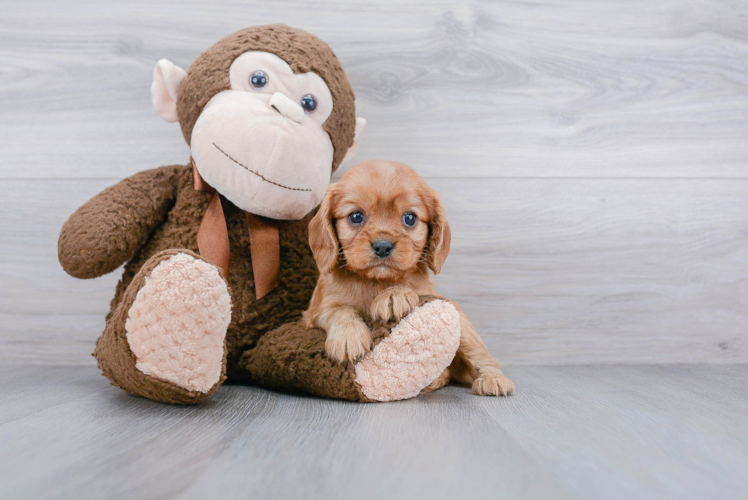 Hypoallergenic Cavalier King Charles Spaniel Baby