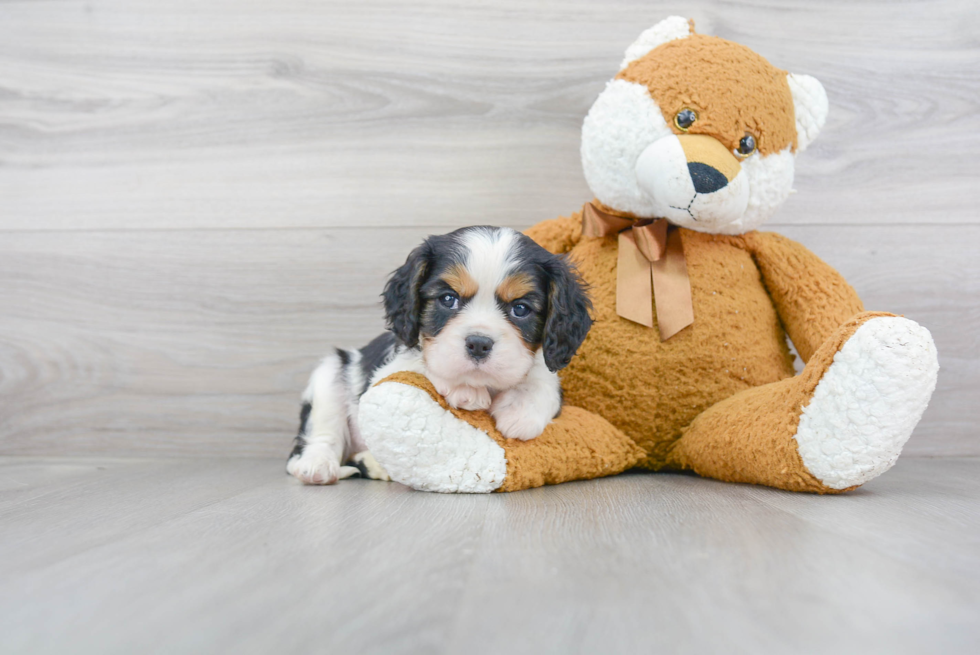 Little Cavalier King Charles Spaniel Baby