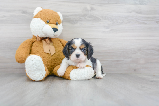 Cavalier King Charles Spaniel Puppy for Adoption