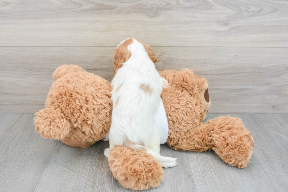 Cavalier King Charles Spaniel Puppy for Adoption