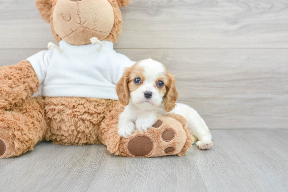 Cavalier King Charles Spaniel Pup Being Cute