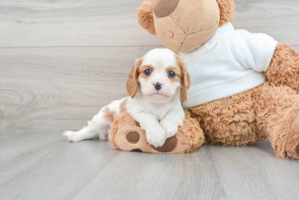 Little Cavalier King Charles Spaniel Baby