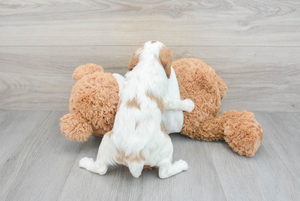 Friendly Cavalier King Charles Spaniel Baby