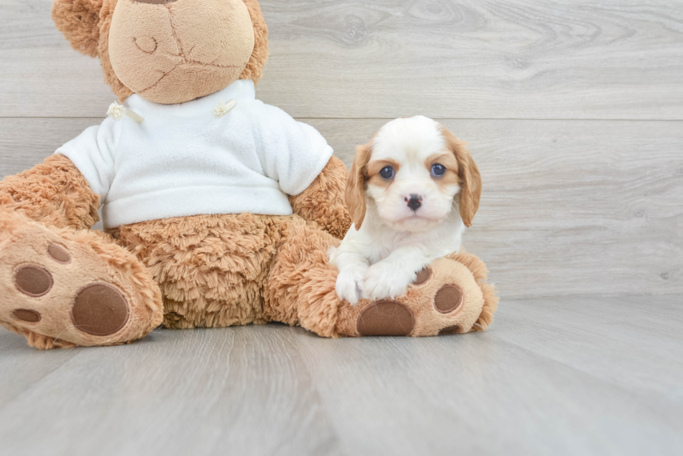 Best Cavalier King Charles Spaniel Baby