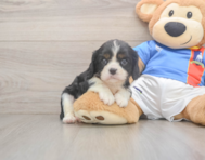 6 week old Cavalier King Charles Spaniel Puppy For Sale - Premier Pups