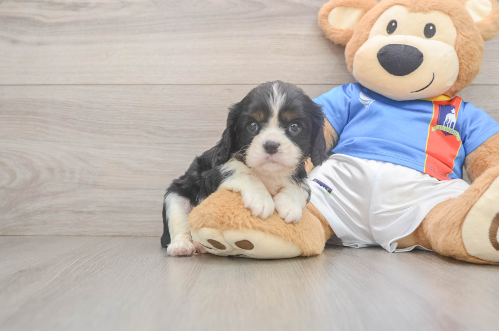 5 week old Cavalier King Charles Spaniel Puppy For Sale - Premier Pups