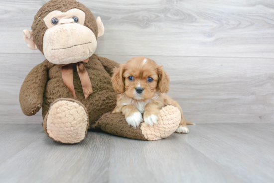 Best Cavalier King Charles Spaniel Baby