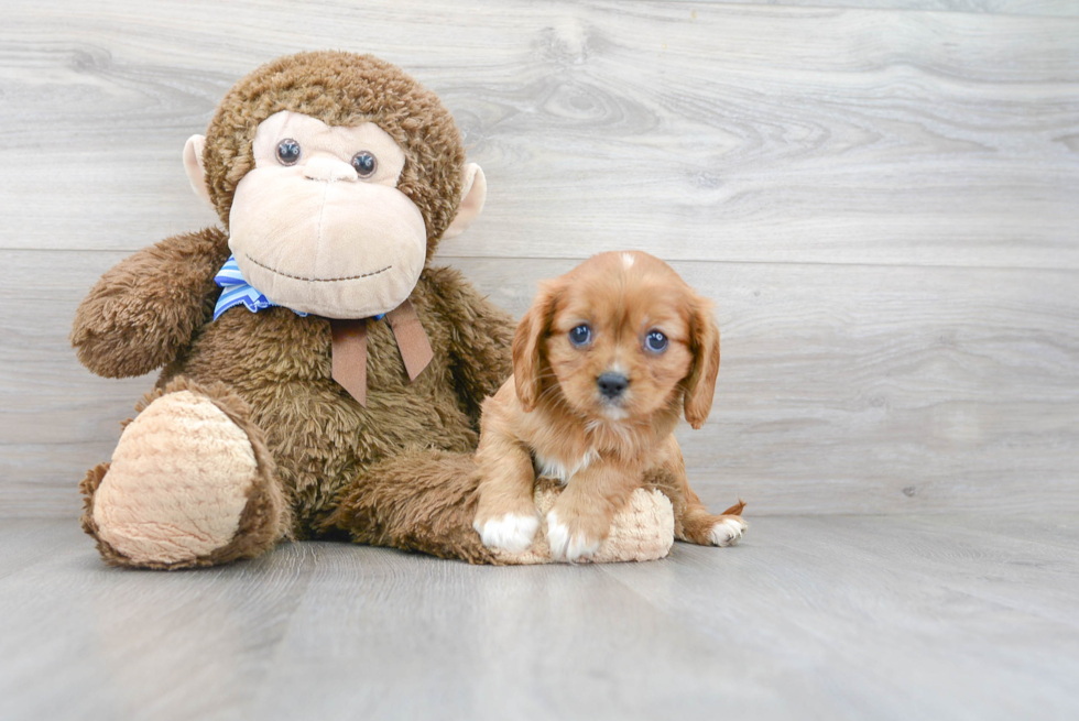 Best Cavalier King Charles Spaniel Baby