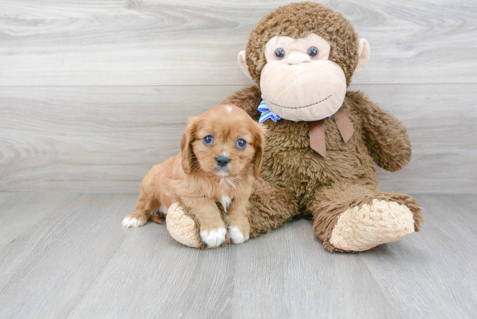 Akc Registered Cavalier King Charles Spaniel Baby