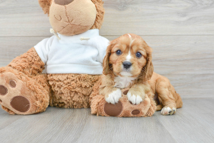 Best Cavalier King Charles Spaniel Baby