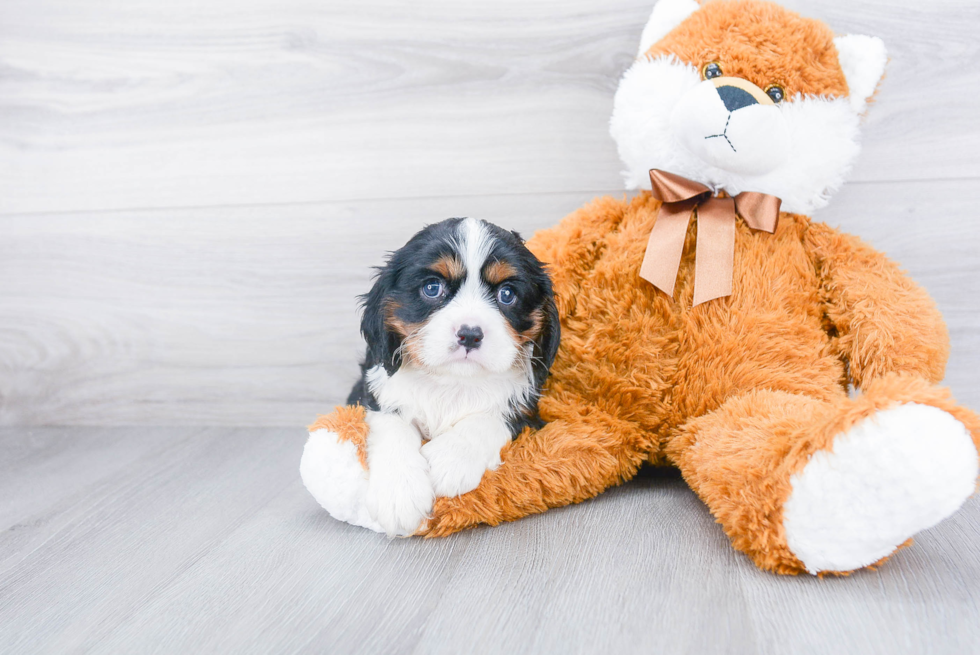 Adorable Cavalier King Charles Spaniel Purebred Puppy