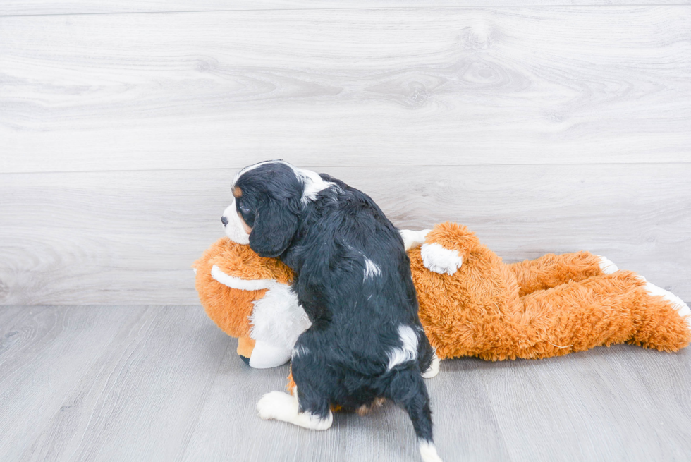 Cavalier King Charles Spaniel Puppy for Adoption