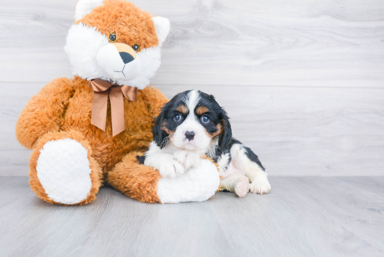 Cavalier King Charles Spaniel Pup Being Cute