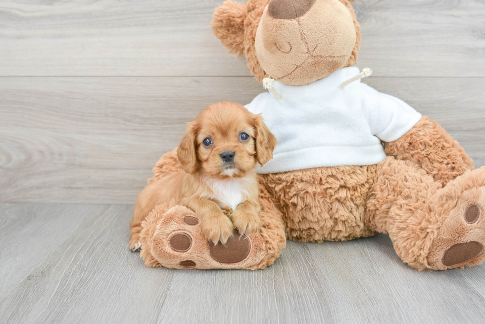 Little Cavalier King Charles Spaniel Baby