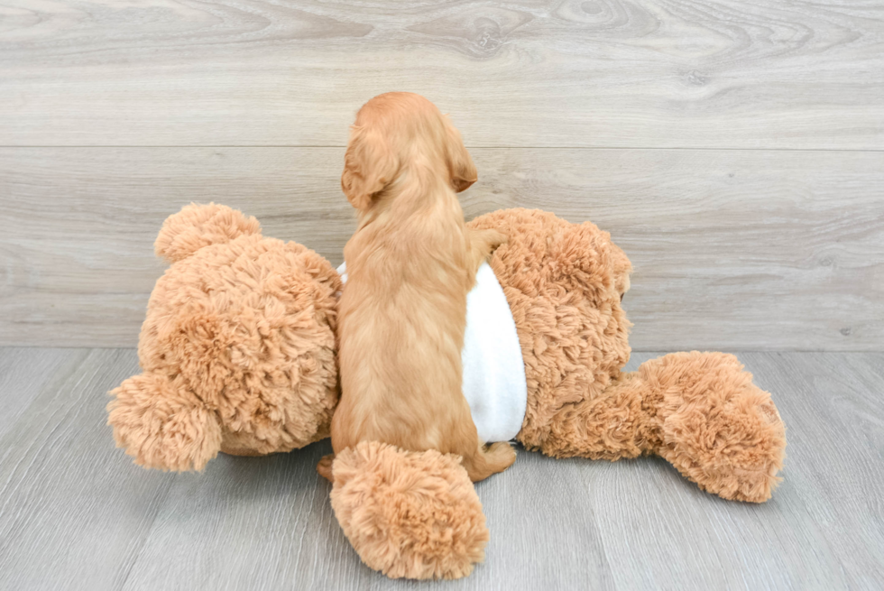 Best Cavalier King Charles Spaniel Baby