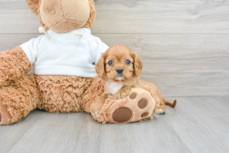 Cavalier King Charles Spaniel Puppy for Adoption