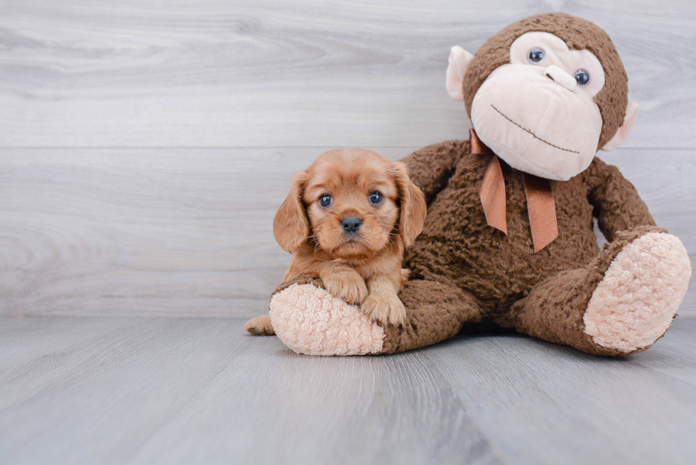 Best Cavalier King Charles Spaniel Baby