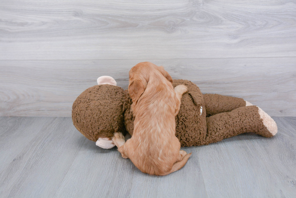 Cavalier King Charles Spaniel Pup Being Cute