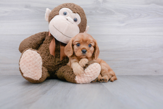 Playful Cavalier King Charles Spaniel Purebred Pup