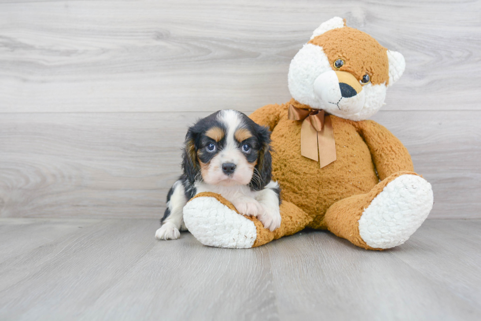 Cute Cavalier King Charles Spaniel Purebred Puppy