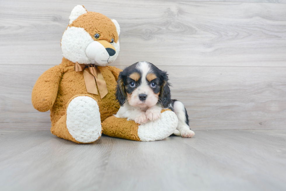 Best Cavalier King Charles Spaniel Baby