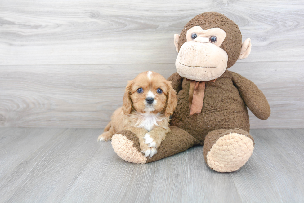 Cavalier King Charles Spaniel Pup Being Cute