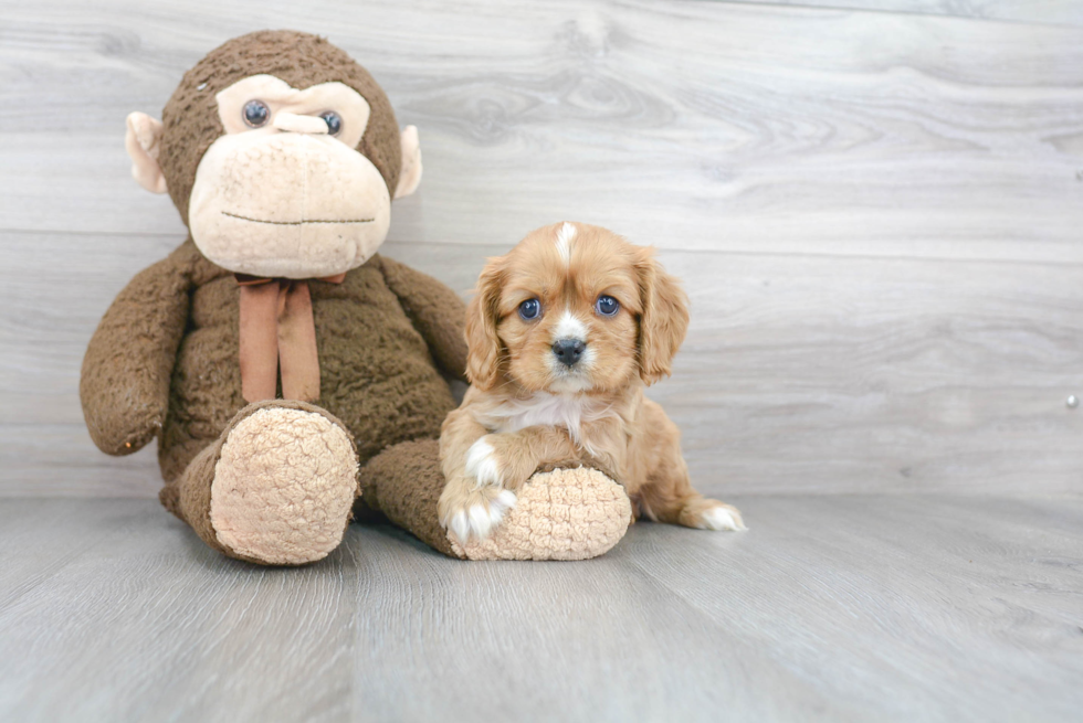 Popular Cavalier King Charles Spaniel Purebred Pup