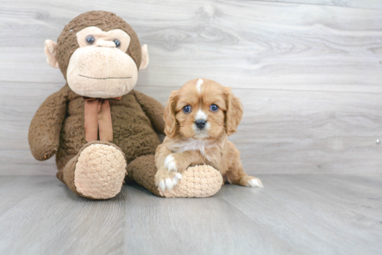 Popular Cavalier King Charles Spaniel Purebred Pup