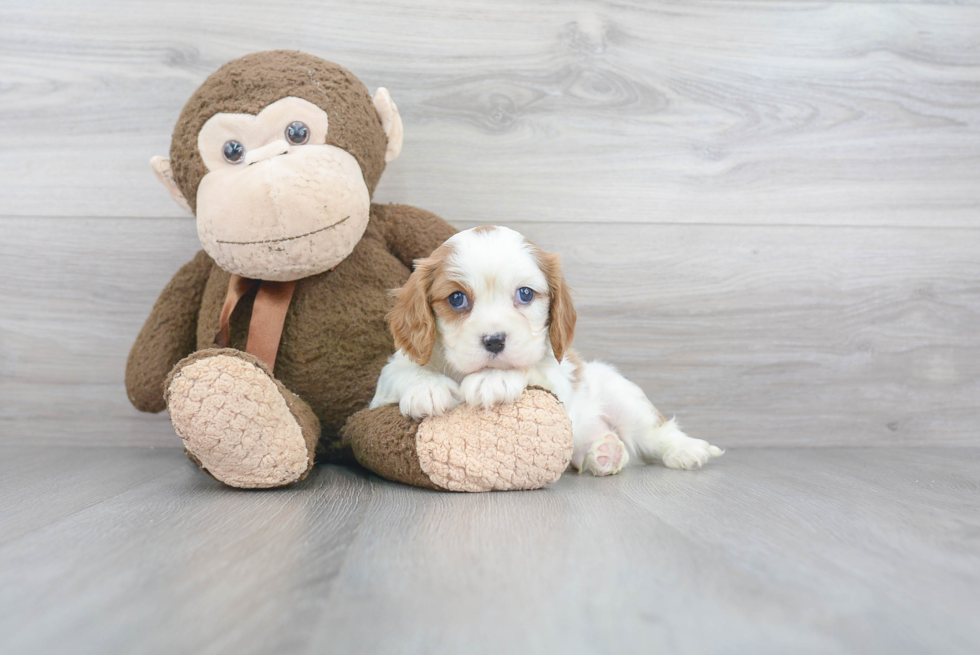 Playful Cavalier King Charles Spaniel Baby