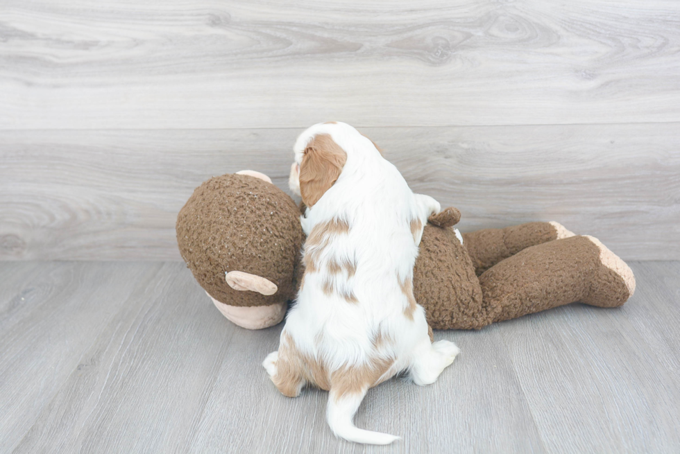 Playful Cavalier King Charles Spaniel Purebred Pup