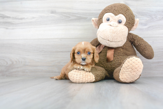 Petite Cavalier King Charles Spaniel Purebred Puppy