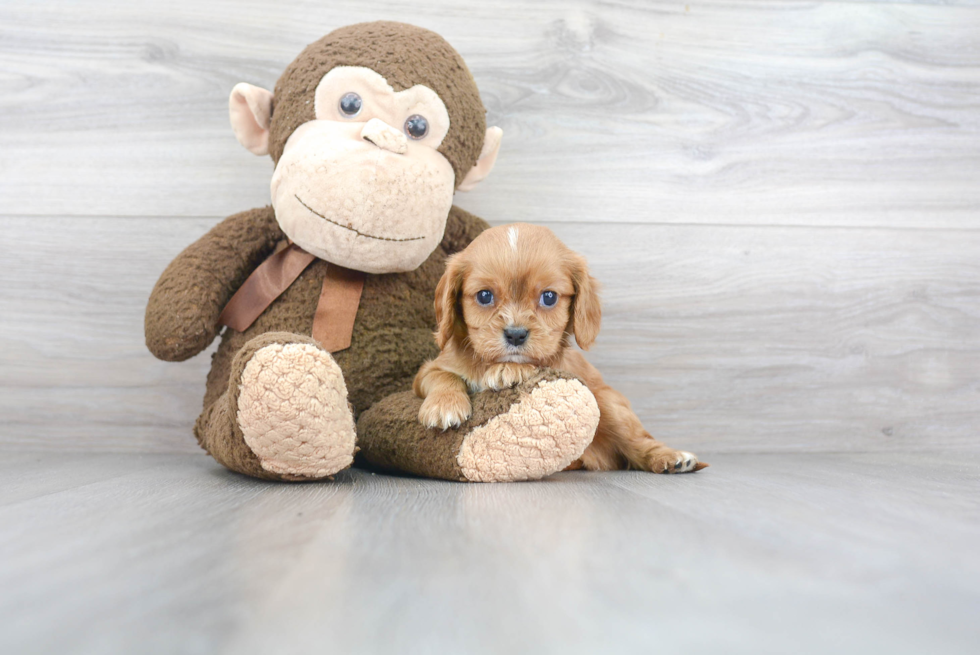 Cavalier King Charles Spaniel Puppy for Adoption