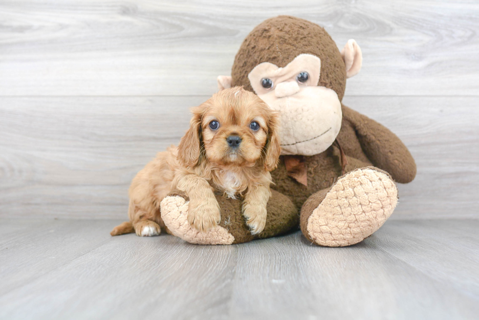 Small Cavalier King Charles Spaniel Purebred Pup