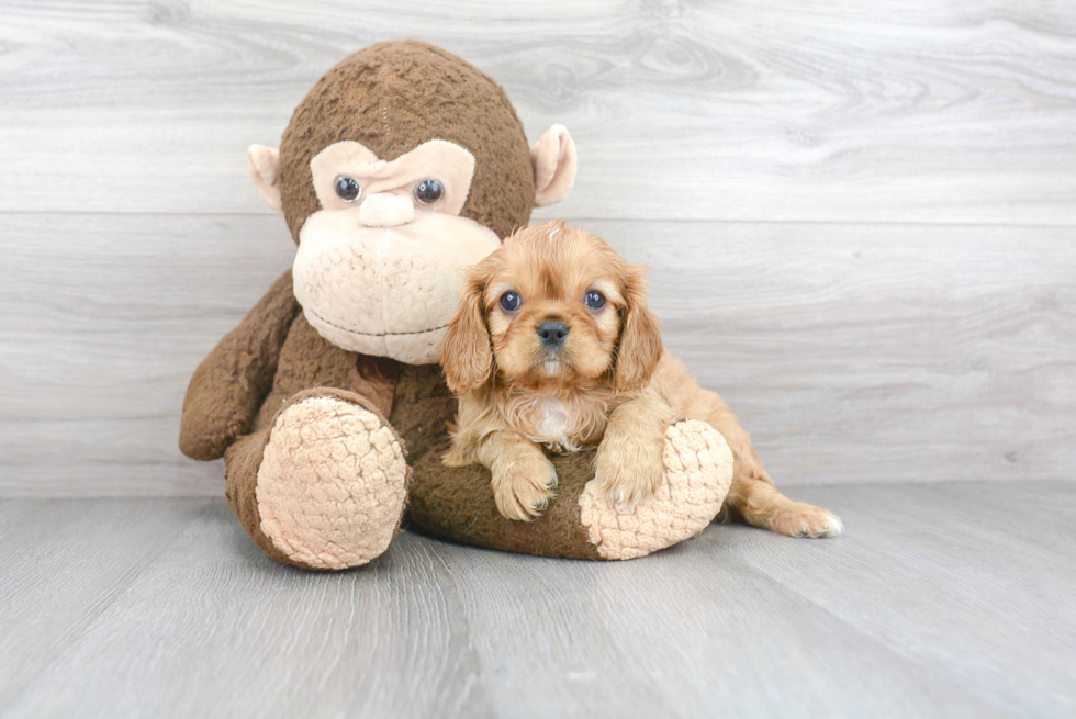 Cavalier King Charles Spaniel Pup Being Cute