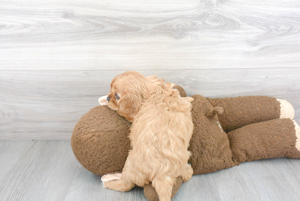 Cavalier King Charles Spaniel Pup Being Cute