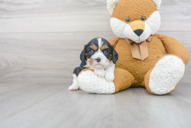 Little Cavalier King Charles Spaniel Purebred Pup