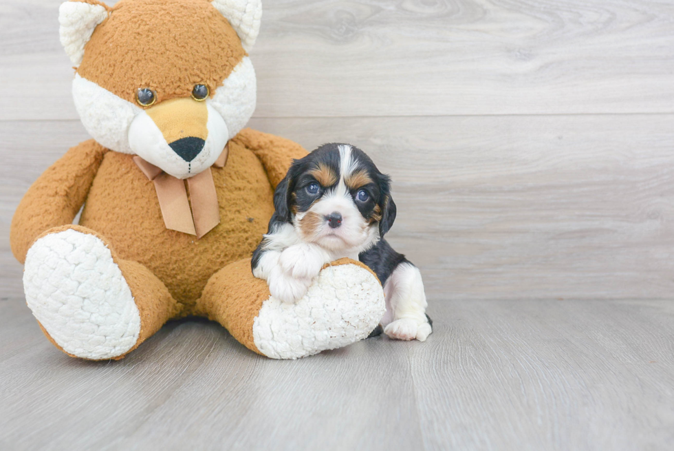 Cavalier King Charles Spaniel Puppy for Adoption