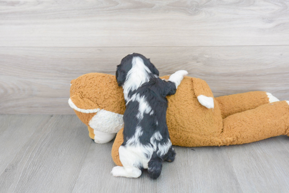 Best Cavalier King Charles Spaniel Baby