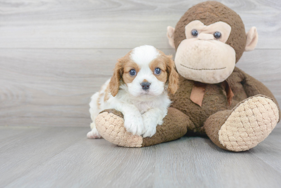 Little Cavalier King Charles Spaniel Baby