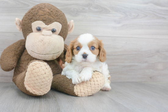 Best Cavalier King Charles Spaniel Baby