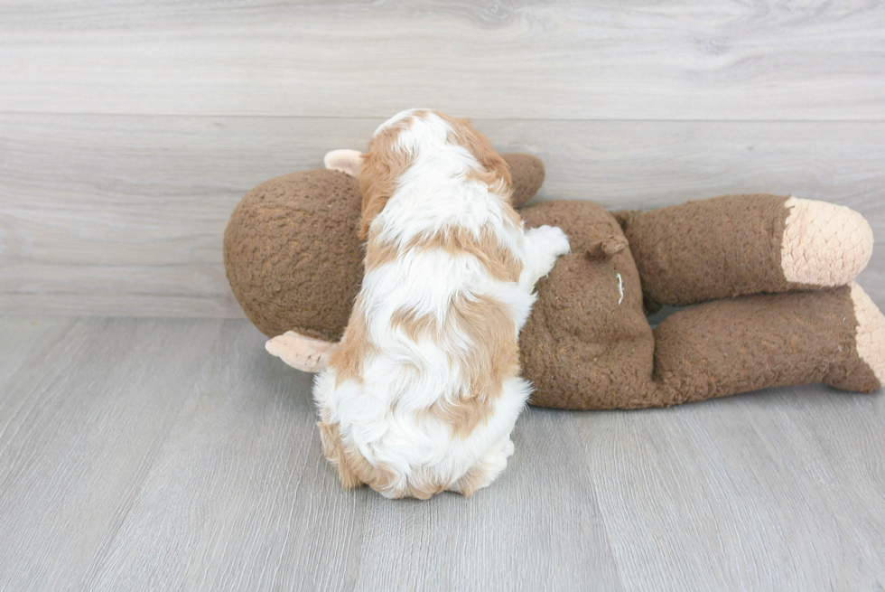 Cavalier King Charles Spaniel Pup Being Cute