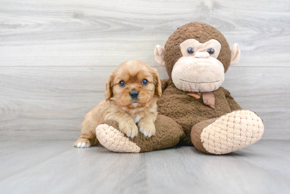 Fluffy Cavalier King Charles Spaniel Purebred Puppy