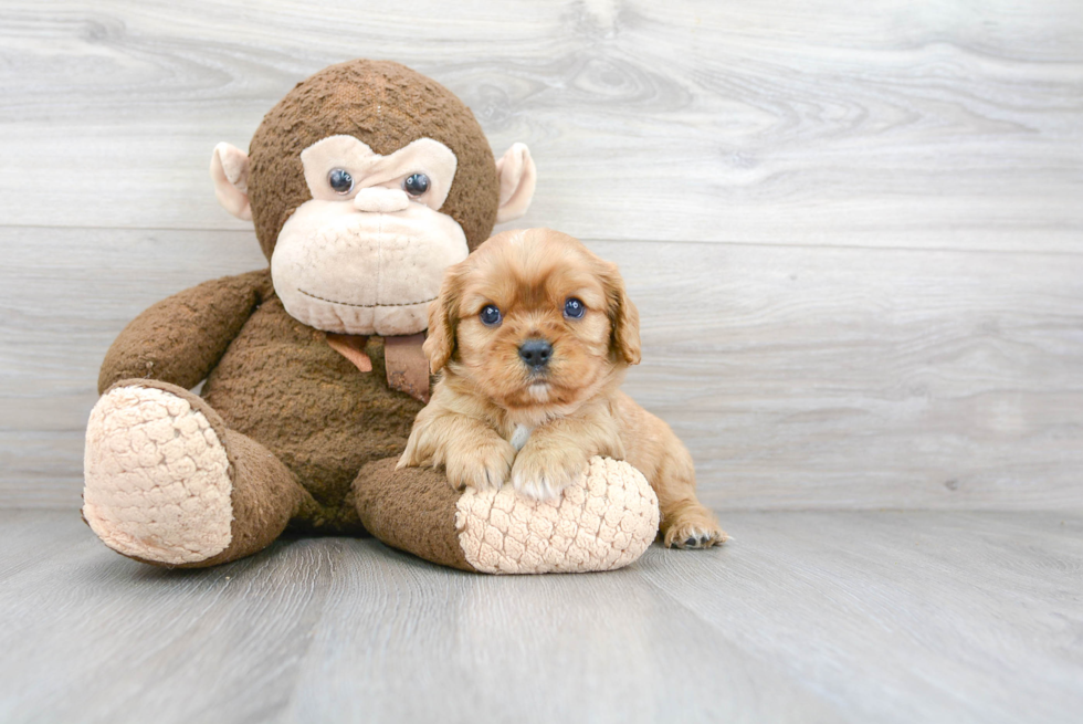 Cavalier King Charles Spaniel Puppy for Adoption