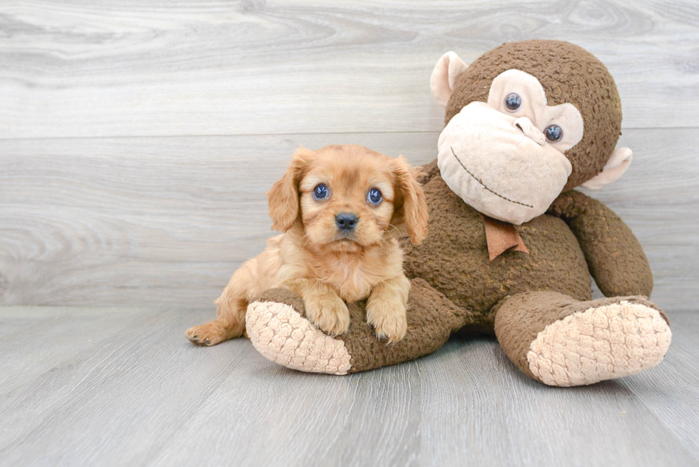 Best Cavalier King Charles Spaniel Baby