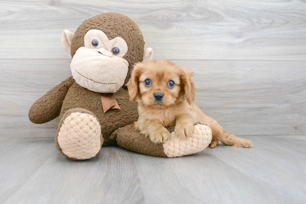 Cavalier King Charles Spaniel Puppy for Adoption