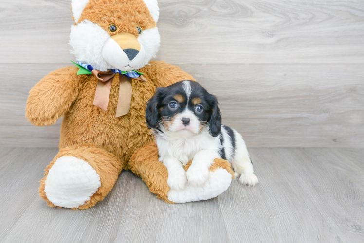 Best Cavalier King Charles Spaniel Baby