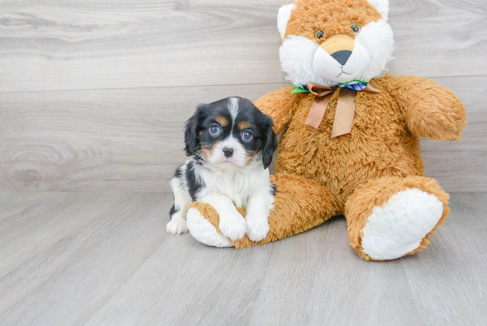 Cavalier King Charles Spaniel Puppy for Adoption