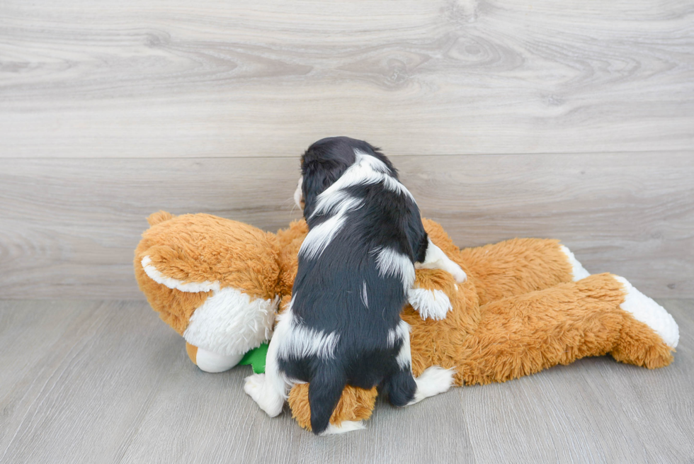 Petite Cavalier King Charles Spaniel Purebred Puppy