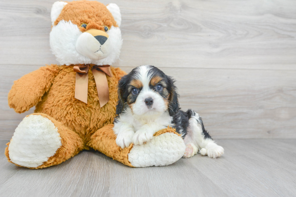 Cavalier King Charles Spaniel Puppy for Adoption