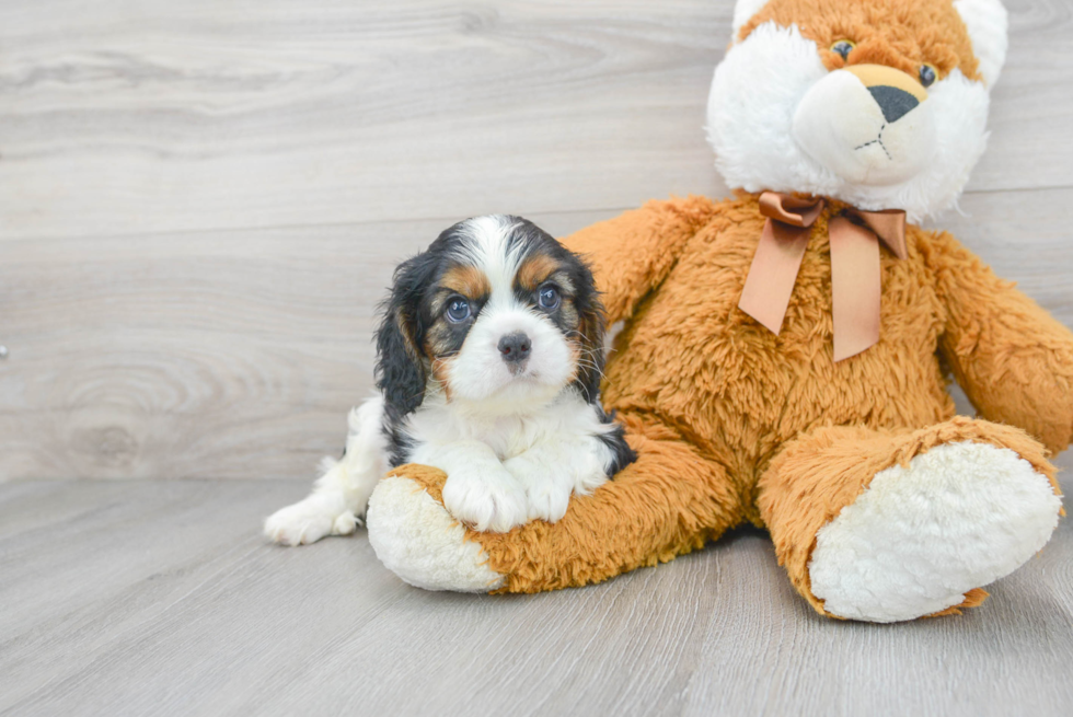 Cavalier King Charles Spaniel Pup Being Cute